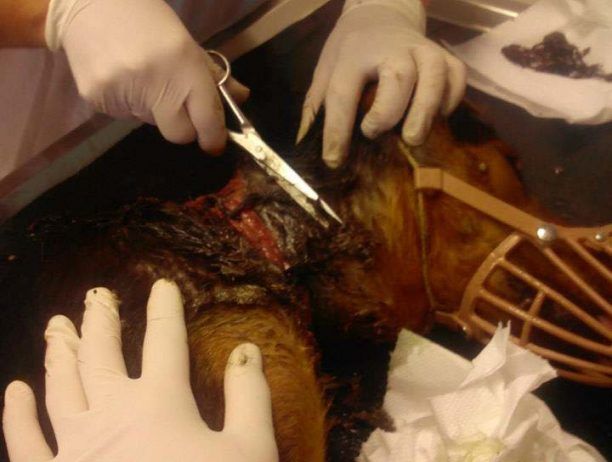 Άργος: Έβγαλαν την αλυσίδα μέσα από το δέρμα του σκύλου που σάπιζε ζωνταντός επί 2 χρόνια